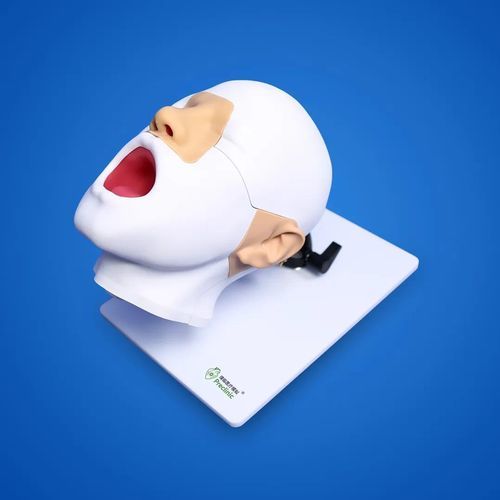 Modello anatomico di faringe - PLEBNJ002 - Shanghai Preclinic Medtech - di testa / di naso / di seno nasale