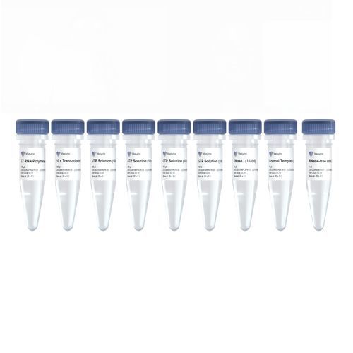 Kit di reagenti in soluzione - T7 - Nanjing Vazyme Medical Technology Co.,Ltd - per trascrizione in vitro