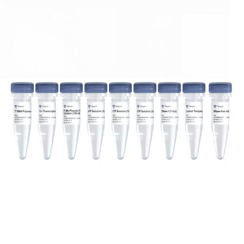 Kit di reagenti in soluzione - DD4202EN - Nanjing Vazyme Medical Technology Co.,Ltd - per trascrizione in vitro