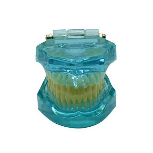 Modello anatomico di mandibola - UM-7002 - Tangshan UMG Medical Instrument - di dentatura / per cure odontoiatriche / ad uso didattico