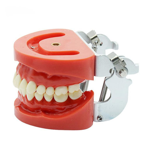 Modello anatomico di dentatura - UM-A2 - Tangshan UMG Medical Instrument - per estrazione dentale / ad uso didattico / articolato