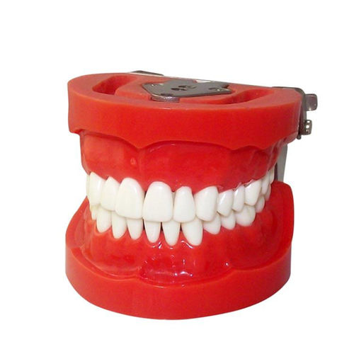 Modello anatomico di mandibola - UM-A3 - Tangshan UMG Medical Instrument - di dentatura / per estrazione dentale / ad uso didattico
