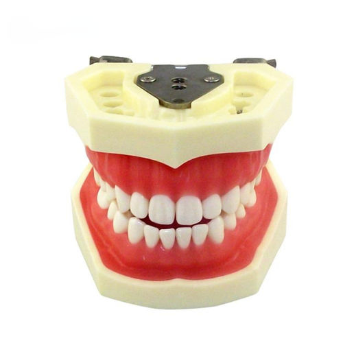 Modello anatomico di mandibola - UM-A4 - Tangshan UMG Medical Instrument - di dentatura / per estrazione dentale / ad uso didattico