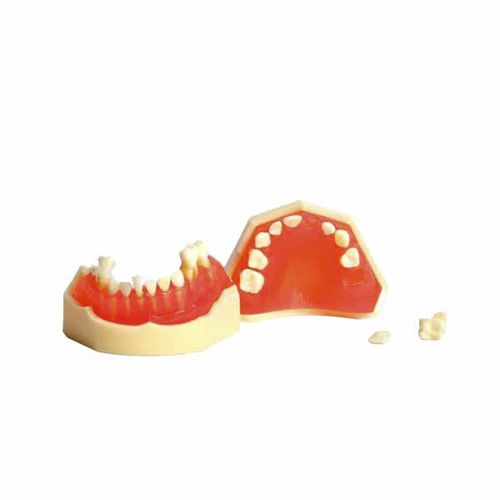 Modello anatomico di mandibola - UM-7009 - Tangshan UMG Medical Instrument - di dentatura / per estrazione dentale / ad uso didattico