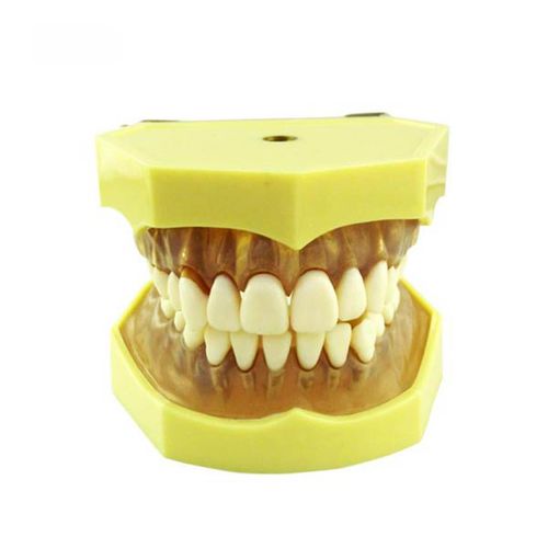 Modello anatomico di dentatura - UM-A7  - Tangshan UMG Medical Instrument - per cure odontoiatriche / ad uso didattico / articolato