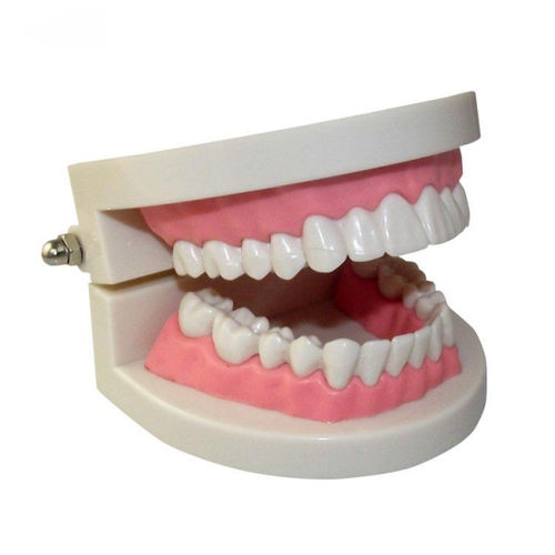 Modello anatomico di mandibola - UM-A3B 1/1 - Tangshan UMG Medical Instrument - di dentatura / per igiene dentale / ad uso didattico