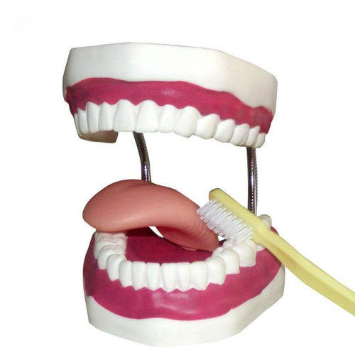Modello anatomico di dentatura - UM-A8-02 - Tangshan UMG Medical Instrument - di lingua / per igiene dentale / ad uso didattico