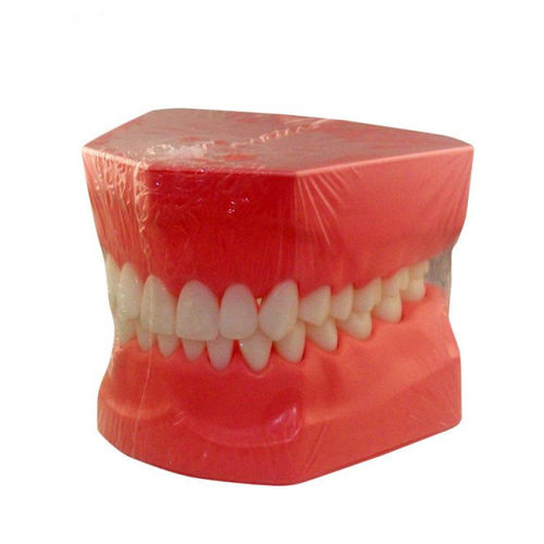 Modello anatomico di dentatura - UM-A8 - Tangshan UMG Medical Instrument - di lingua / per igiene dentale / ad uso didattico