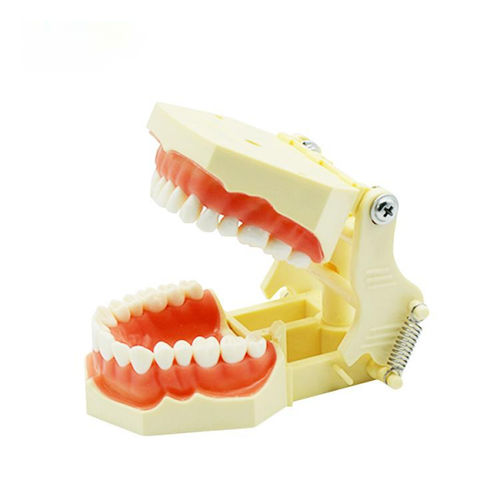 Modello anatomico di dentatura - UM-A3F F - Tangshan UMG Medical Instrument - gengivale / per cure odontoiatriche / ad uso didattico