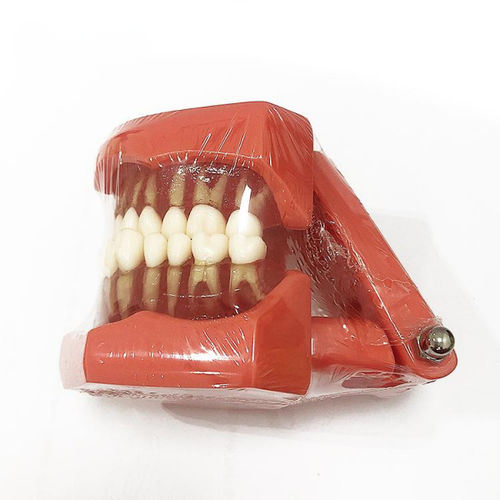 Modello anatomico di dentatura -  UM-A15  - Tangshan UMG Medical Instrument - per cure odontoiatriche / ad uso didattico / in plastica