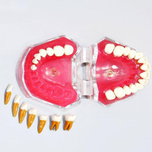Modello anatomico di dentatura - UM-7008 - Tangshan UMG Medical Instrument - per estrazione dentale / ad uso didattico / articolato