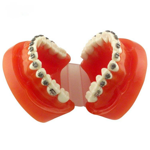 Modello anatomico di dentatura - UM-B9 - Tangshan UMG Medical Instrument - ad uso didattico