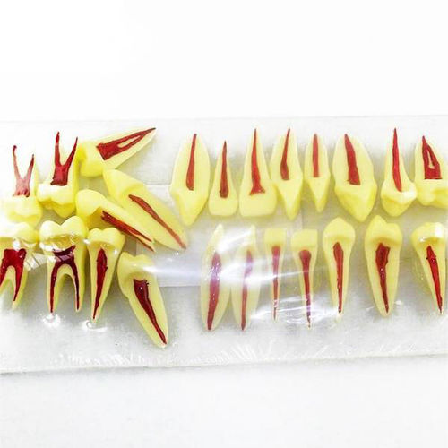 Modello anatomico di denti - UM-C1 - Tangshan UMG Medical Instrument - di canale radicolare / ad uso didattico / in resina