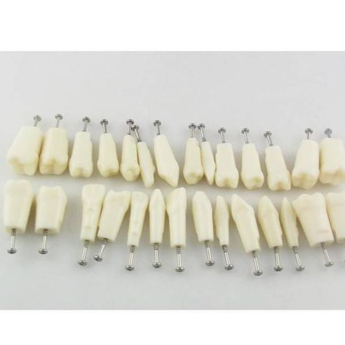 Modello anatomico di denti - UM-C4 - Tangshan UMG Medical Instrument - ad uso didattico