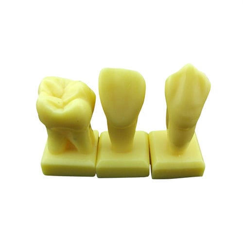 Modello anatomico di denti - UM-U15 - Tangshan UMG Medical Instrument - odontoiatrico / ad uso didattico