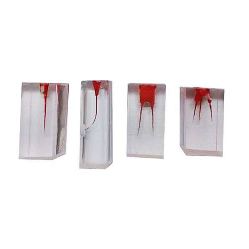 Modello anatomico di canale radicolare - UM-LS2  - Tangshan UMG Medical Instrument - odontoiatrico / ad uso didattico