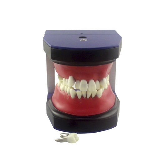 Tipodonto di dentatura - UM-S2B - Tangshan UMG Medical Instrument - per ortodonzia / didattico