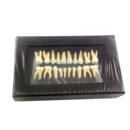 Modello anatomico di denti - UM-C7 - Tangshan UMG Medical Instrument - odontoiatrico / didattico / di dissezione