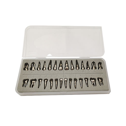Modello anatomico di denti - UM-D13 - Tangshan UMG Medical Instrument - odontoiatrico / didattico