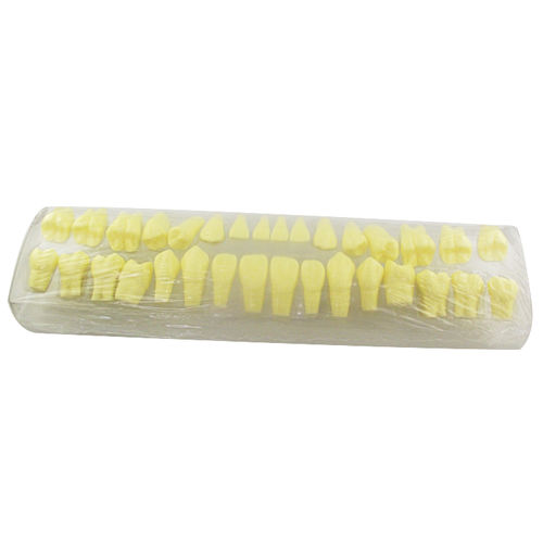 Modello anatomico di denti - UM-S18 - Tangshan UMG Medical Instrument - odontoiatrico / didattico / in resina