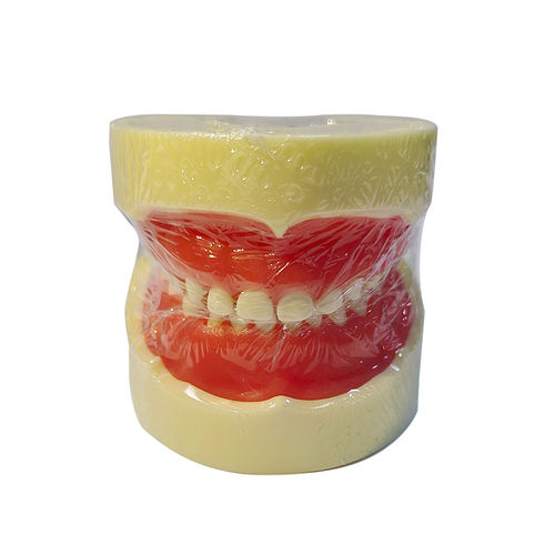 Modello anatomico di denti - UM-U10 - Tangshan UMG Medical Instrument - di dentatura / gengivale / di dimostrazione