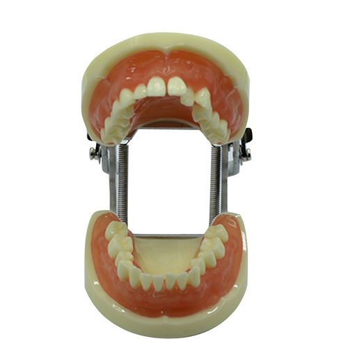 Modello anatomico di denti - UM-8016 - Tangshan UMG Medical Instrument - di dentatura / orale / didattico