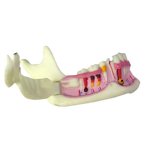 Modello anatomico di mandibola - UM-F6 - Tangshan UMG Medical Instrument - di denti / ad uso didattico / in resina