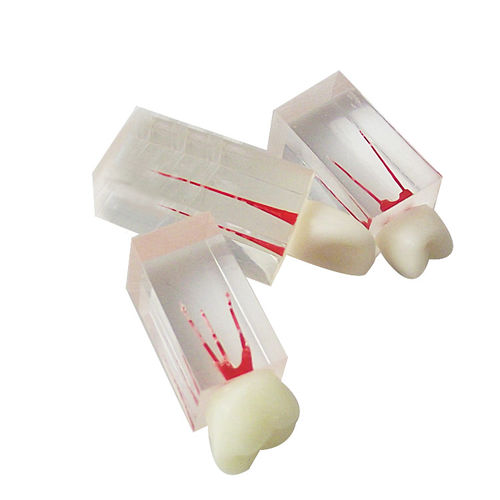 Modello anatomico di denti - UM-LS7 - Tangshan UMG Medical Instrument - midollare / di canale radicolare / in resina