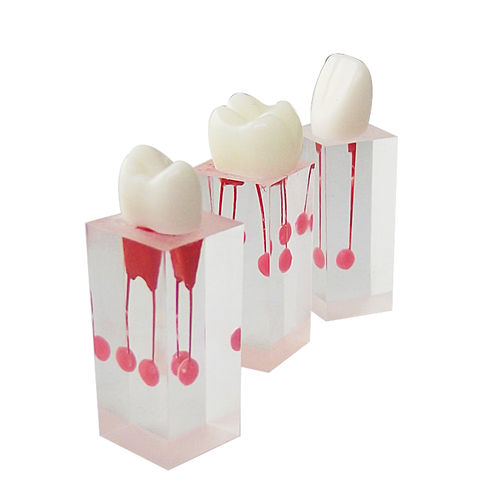 Modello anatomico midollare - UM-LS3 - Tangshan UMG Medical Instrument - di canale radicolare / in resina / trasparente