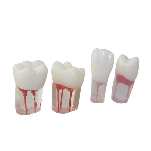 Modello anatomico di canale radicolare - UM-LS12 - Tangshan UMG Medical Instrument - di denti / trasparente