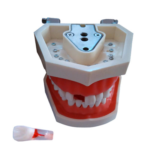 Modello anatomico di dentatura - UM-L1 - Tangshan UMG Medical Instrument - di canale radicolare / didattico / in resina