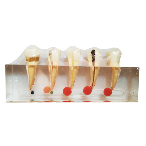 Modello anatomico di denti - UM-L3A - Tangshan UMG Medical Instrument - di canale radicolare / odontoiatrico / per cure cliniche
