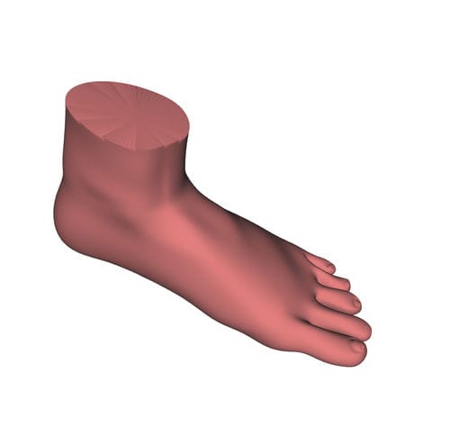 Modello anatomico di piede - HUM-P - manikinmate - di caviglia / didattico / per iniezioni