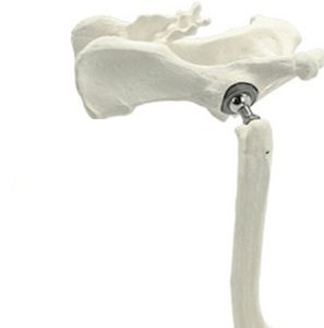 Protesi veterinaria di anca cementata - THR - Anhui Bailu Small Animal Orthopedic Instrument - per artroplastica totale dell'anca