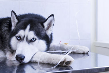 Set di infusione intravenoso veterinario - BQ170015 - BQ+ Medical - con filtro per la prevenzione della contaminazione da particelle / con connettore a Y