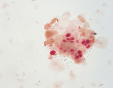 Kit di reagenti soluzione colorante - SD9001 - Celnovte Biotechnology Co., Ltd. - anticorpo / colorante / da ricerca