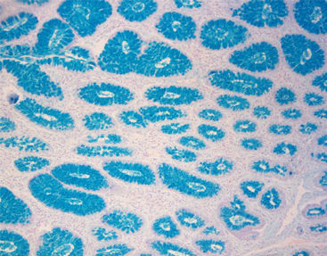 Kit di reagenti colorante - Celnovte Biotechnology Co., Ltd. - colorante / per istologia / liquido