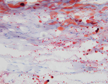 Kit di reagenti colorante - Celnovte Biotechnology Co., Ltd. - per istologia / lipidi
