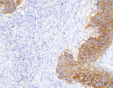 Reagente soluzione colorante - CEM-0033 - Celnovte Biotechnology Co., Ltd. - colorante / fattore di crescita / clinico
