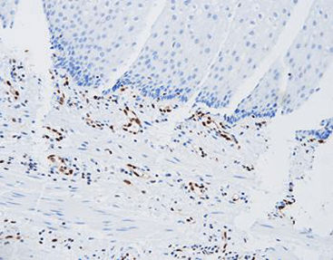 Reagente soluzione colorante - CER-0071 - Celnovte Biotechnology Co., Ltd. - anticorpo / colorante / per tessuti