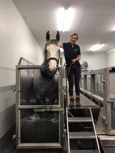 Spa per animali per equini - FMBs