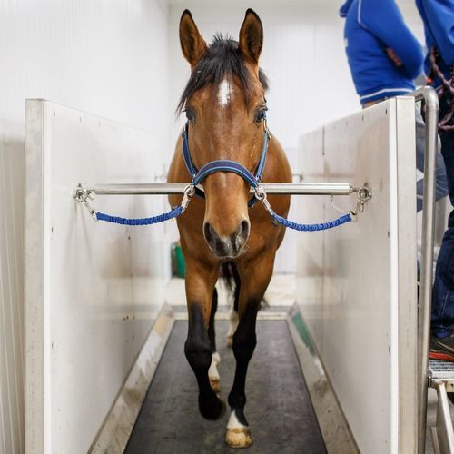 Spa per animali per equini - FMBs Pro - FMBs