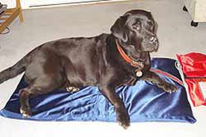 Unità di magnetoterapia canina - PEMF - FMBs - materasso