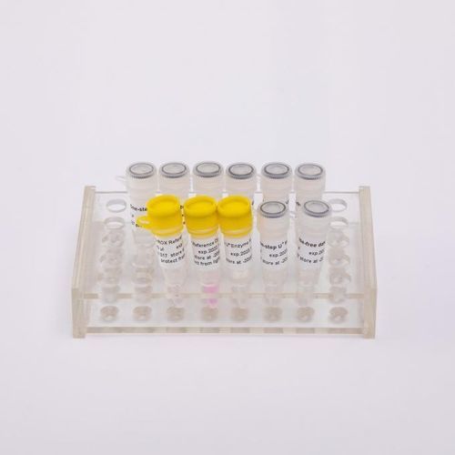 Kit di reagenti Taq polimerasi - V5002 - Guangzhou Dongsheng Biotech Co., Ltd. - transcrittasi inversa / per Rt-qPCR