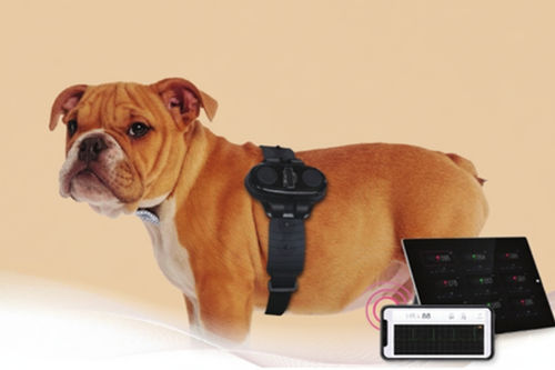 Monitor ECG per paziente - ARGOS - Digiray - indossabile / di temperatura / di frequenza cardiaca