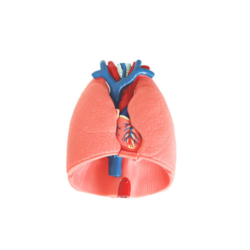 Modello anatomico di cuore - RS 01 - MeiWo Science - di polmone / ad uso didattico / idrogel