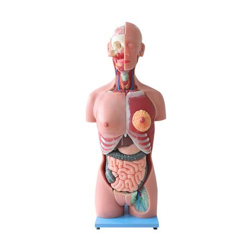 Modello anatomico tronco - DS 03 - MeiWo Science - ad uso didattico / idrogel / con muscolatura
