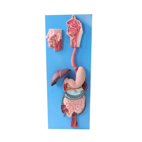 Modello anatomico apparato digestivo - DS 04 - MeiWo Science - ad uso didattico / idrogel / flessibile