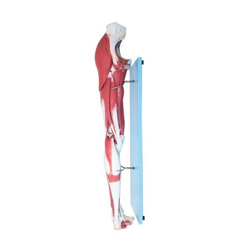 Modello anatomico arti inferiori - LS 03 - MeiWo Science - ad uso didattico / idrogel / con muscolatura