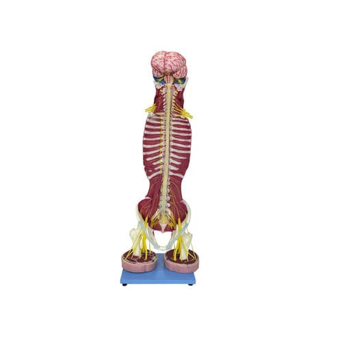 Modello anatomico rachideo - NS 01 - MeiWo Science - di midollo spinale / ad uso didattico / idrogel